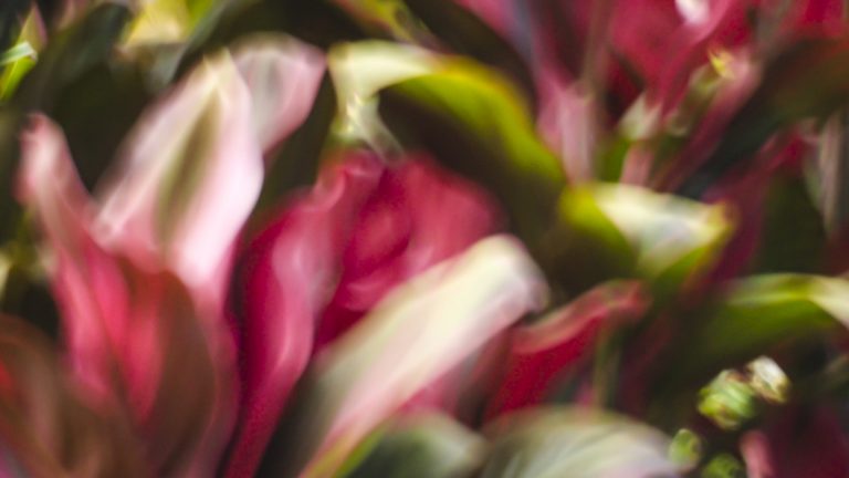 Mehr über den Artikel erfahren Ausstellung „natürlich surreal“ in Überlingen