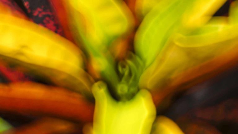 Mehr über den Artikel erfahren Vernissage Ausstellung „natürlich surreal“ in Überlingen